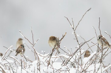 Several small brown birds, likely sparrows, perch on snow-covered branches, seeking warmth on a cold winter afternoon. The sky is overcast and hints at more snowfall