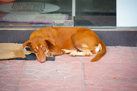 Brown dog resting in the bricked pathway.