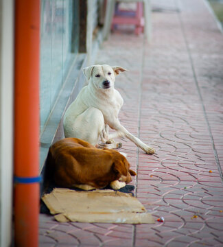 Brown and white dogs resting in the bricked pathway.