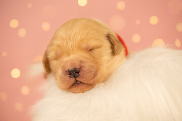 Adorable newborn golden retriever puppy peacefully sleeping on fluffy white fur with warm pink bokeh lights in the background. Perfect for themes of innocence, pets, and comfort.