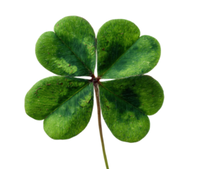 Unique four leaf clover symbolizing luck and fortune in nature on a transparent background, cut out