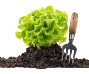 Growing fresh lettuce in garden soil with gardening fork nearby on a transparent background, cut out
