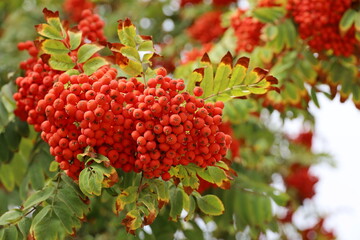 Rowan berries growing on a tree branches. Medicinal berries of mountain-ash