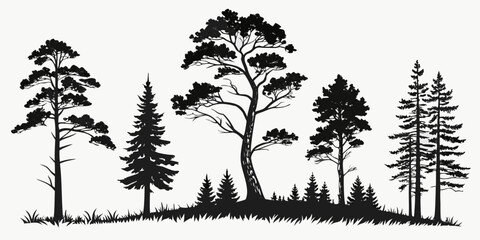 Diverse Pine Trees Silhouette Landscape Scene