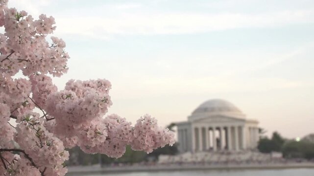 Experience the beauty of cherry blossoms at the Jefferson Memorial in Washington DC