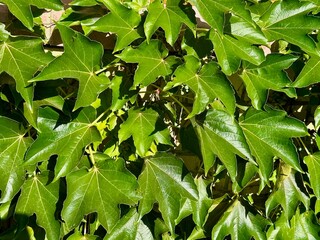 Seamless pattern of green leaves background with wild grape