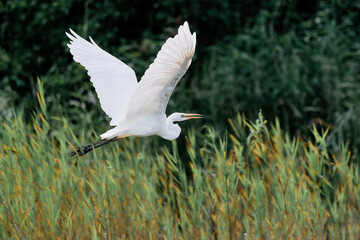 Snowy egret in flight