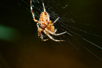 Spider on the web