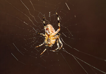 Spider on the web