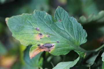 Early blight (Alternaria solani) target spot or bullseye lesions pattern on a tomato leaf,