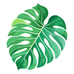 Monstera Tropical Leaf PNG Clipart