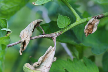 Late blight spreads of tomato plants, Phytophthora infestans