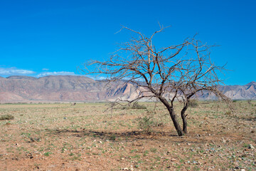 Namibian eland desert trees mountains