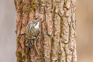 Waldbaumläufer läuft einen Baumstamm hoch