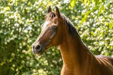 Obraz premium Elegant Thoroughbred horse portrait outdoors in summer nature