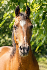 Elegant Thoroughbred horse portrait outdoors in summer nature