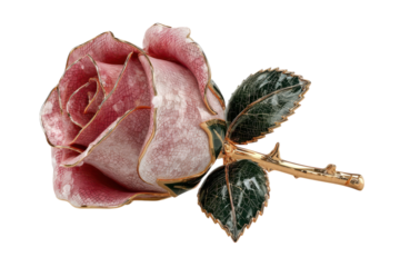 Pink rose with gold trim and green leaves detailed illustration on transparent background