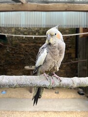 The cockatiel, also known as the weero/weiro or quarrion, is a medium-sized parrot. The parrot so sitting on the branch.