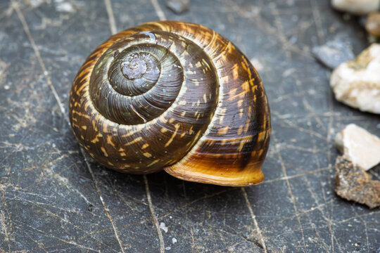 Gefleckte Schnirkelschnecke (Arianta arbustorum)