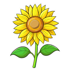 sunflower vector illustration