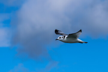 Seagull in Flight Against Blue Sky