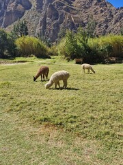 Fototapeta premium Alpacas eating grass on the lawns of the Inca Monument of Ollantaytambo