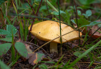 Wild mushroom growing in the forest