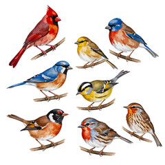 Fototapeta premium Watercolor Songbirds on Branches – Red Cardinal, Bluebird, Finch and Yellow Garden Birds Clipart
