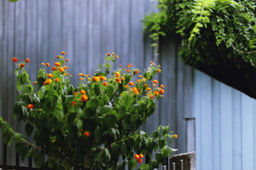 Lantana camara bush with orange and yellow flowers growing near a fence, ornamental garden plant in bloom