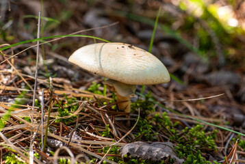 Wild mushroom growing in the forest