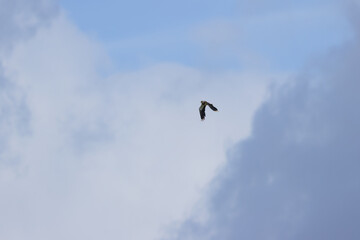lapwing view in flight from below with partly overcast sky, clouds, and blue sky, Vanellus vanellus, Lapwing in flight, lapwing with spread wings and large wingspan