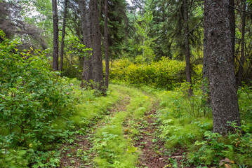 Summer hiking in the Saskatchewan forest