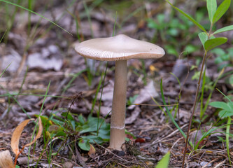 Wild mushroom growing in the forest