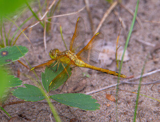 Meadowhawk dragonfly on the ground