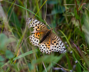 Obraz premium Fritillary butterfly in the summer
