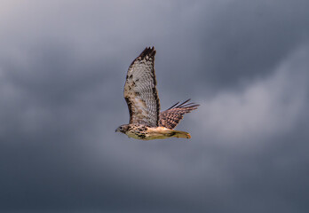 Red tailed hawk flying against cloudy sky