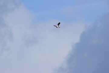 Lapwing in flight, lapwing with spread wings and large wingspan, lapwing view in flight from below with partly overcast sky, clouds, and blue sky, Vanellus vanellus
