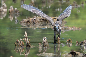 Juvenile Black-crowned Night Heron (Nycticorax nycticorax) with wings spread, taking off from a pond