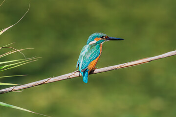 Common Kingfisher (Alcedo atthis) perched on a branch in a natural environment, rear view.