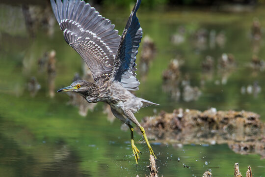 Juvenile Black-crowned Night Heron (Nycticorax nycticorax) taking flight with wings spread in a wetland in southern Granada, Andalusia, close-up. - Powered by Adobe