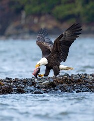 Bald eagle with fish (2)