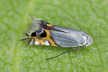 Moth, adult insect seen from the side. Apple leafminer (Leucoptera malifoliella) micromoth pest on an apple leaf.