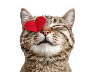 Cute cat with heart on nose celebrating love and affection on a transparent background, cut out