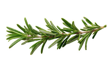 Fototapeta premium Close-up of fresh rosemary sprig (1)