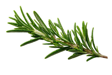 Fototapeta premium Close-up of fresh rosemary sprig