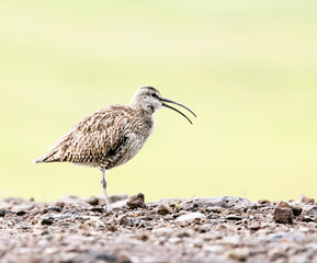 Icelandic Whimbrels
