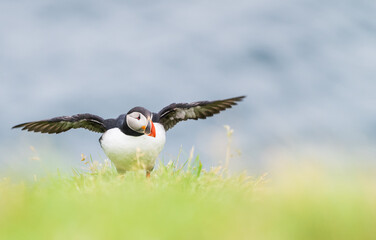 atlantic puffin or common puffin