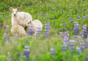 sheeps among lupine flowers