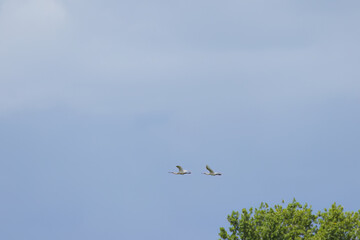 Two spoonbills fly synchronously past a tree, spoonbills fly away just before a storm across the gray-blue sky, white birds flying against a dark sky, Platalea leucorodia