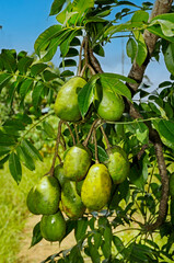The golden apple (Spondias dulcis Forst. syn. or Spondias cytherea Sonn.) is native to Polynesia, and has been widely distributed to many tropical and sub-tropical regions of the world. Alexânia, 2019